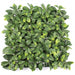 immagine-1-evergreen-x4-lauro-ceraso-plus-siepe-finta-rete-balcone-50x50-cod.-eg48658-ean-8053323388364